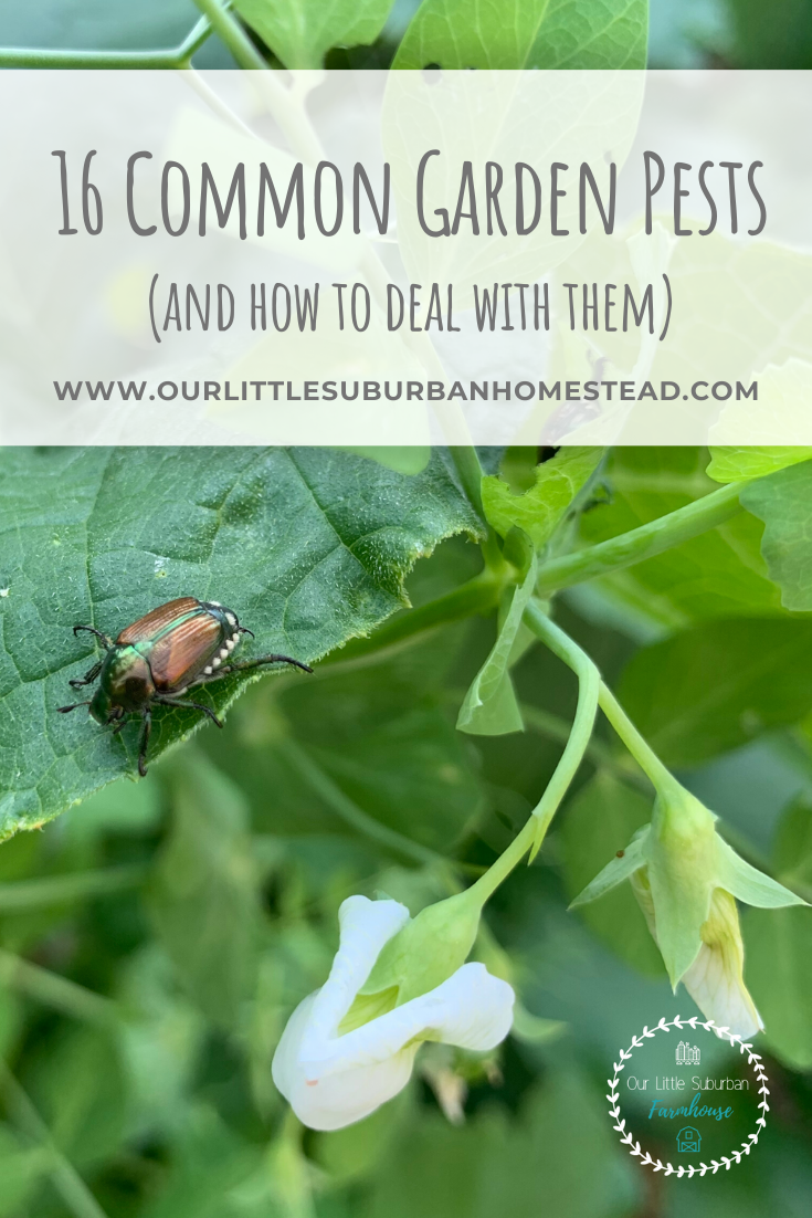 How to Get Rid of Garden Pests: Proven Natural and Effective Solutions