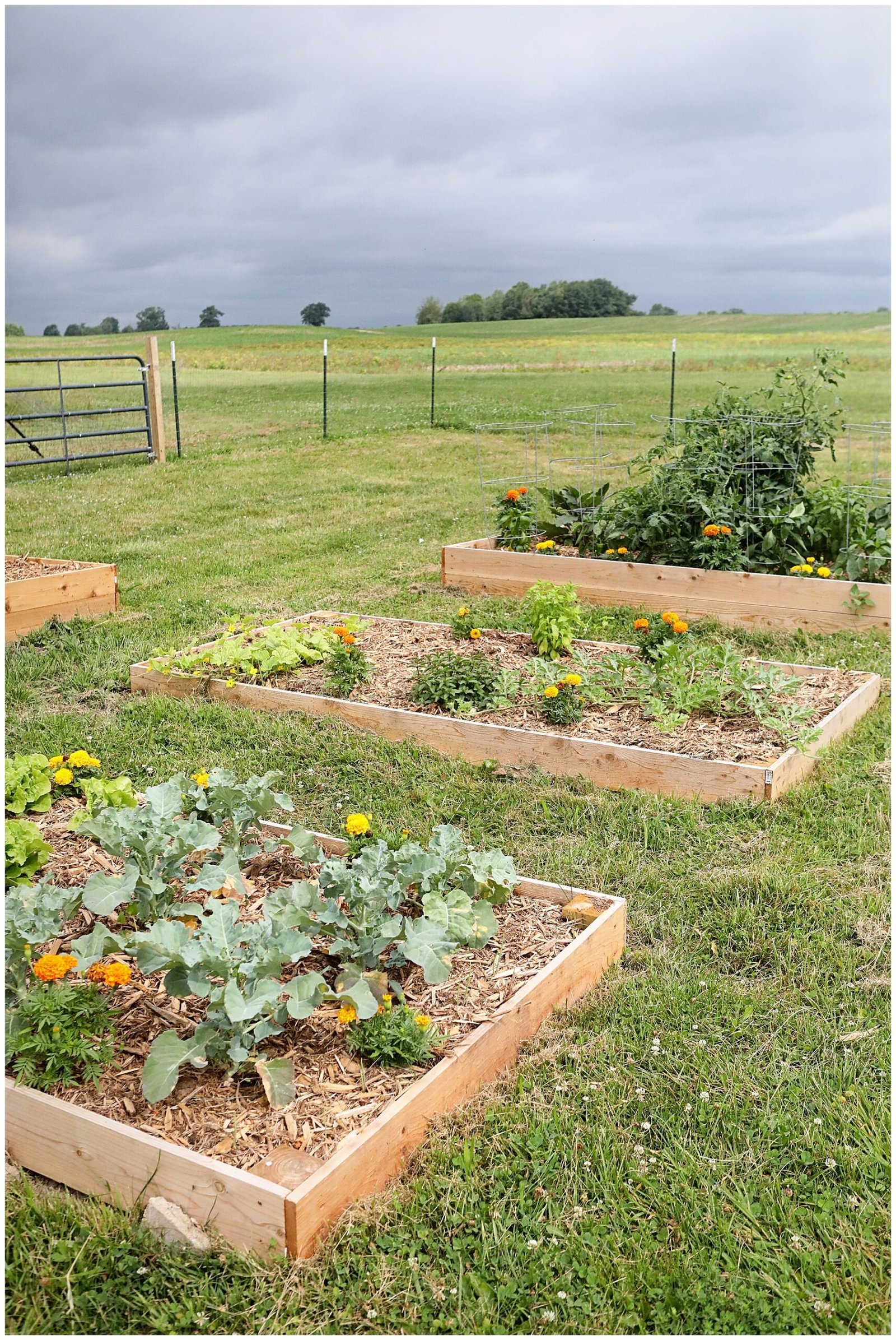 How to Kill Grass in Garden Beds: Easy, Safe Methods to Remove Weeds Fast