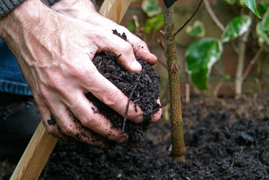 How to Plant Plants in a Garden: A Beginner’s Step-by-Step Guide