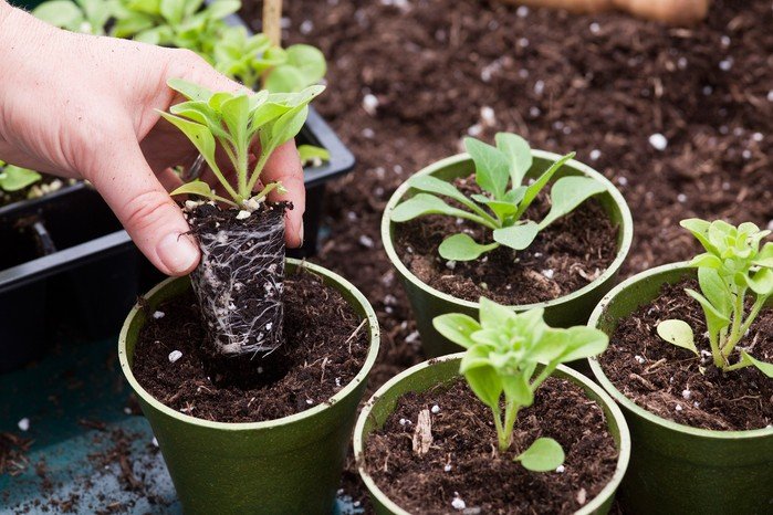 How to Grow Garden Plants Successfully: Tips for Healthy, Thriving Growth