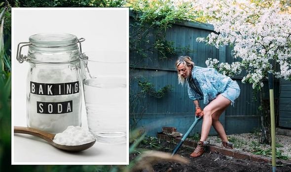 How to Use Baking Soda in the Garden for Healthier Plants and Natural Pest Control