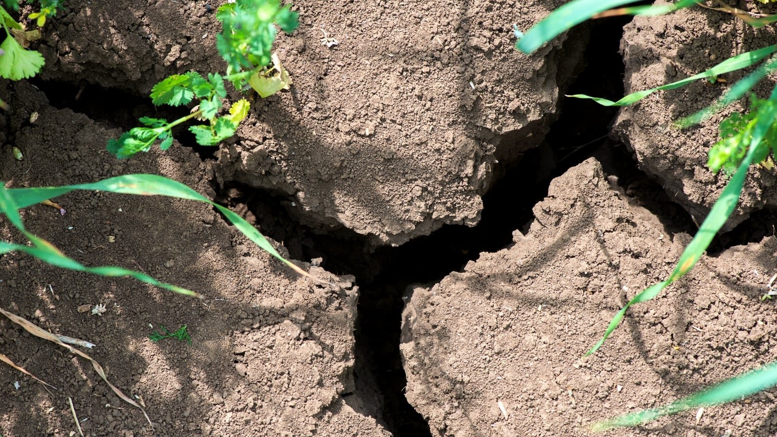 How to Fix Compacted Soil in Vegetable Garden for Healthier Plant Growth