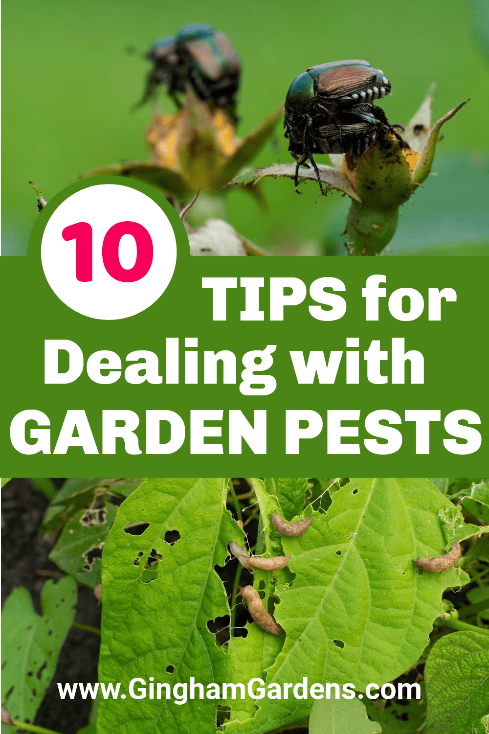 How to Get Rid of Garden Pests: Proven Natural and Effective Solutions