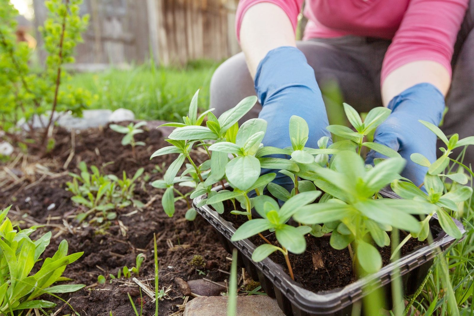 How to Plant Plants in a Garden: A Beginner’s Step-by-Step Guide