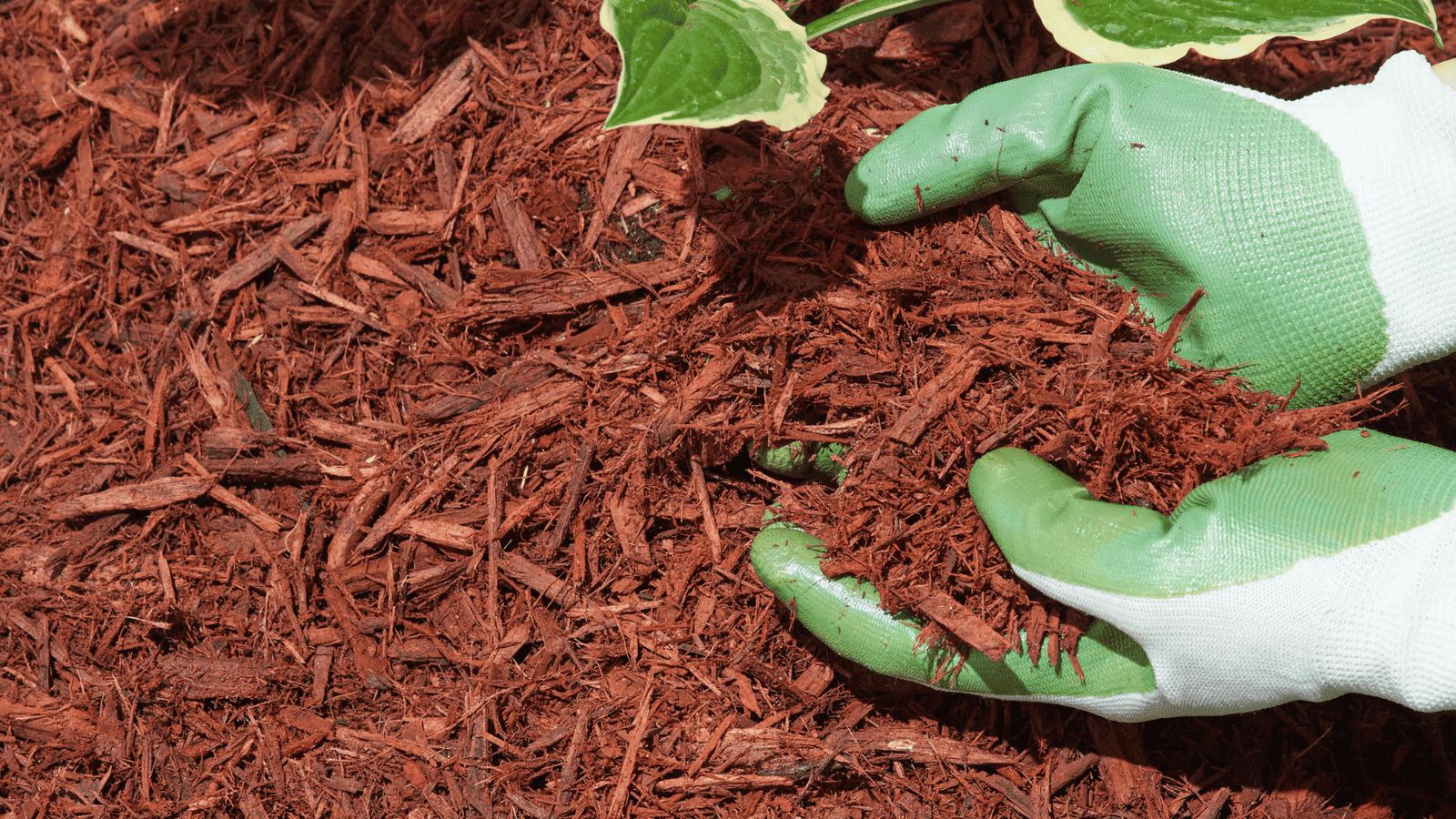 Can You Use Colored Mulch in a Vegetable Garden? Safety, Benefits, and Best Practices