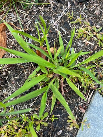 How to Get Rid of Crabgrass in Garden: Easy, Effective Control Tips