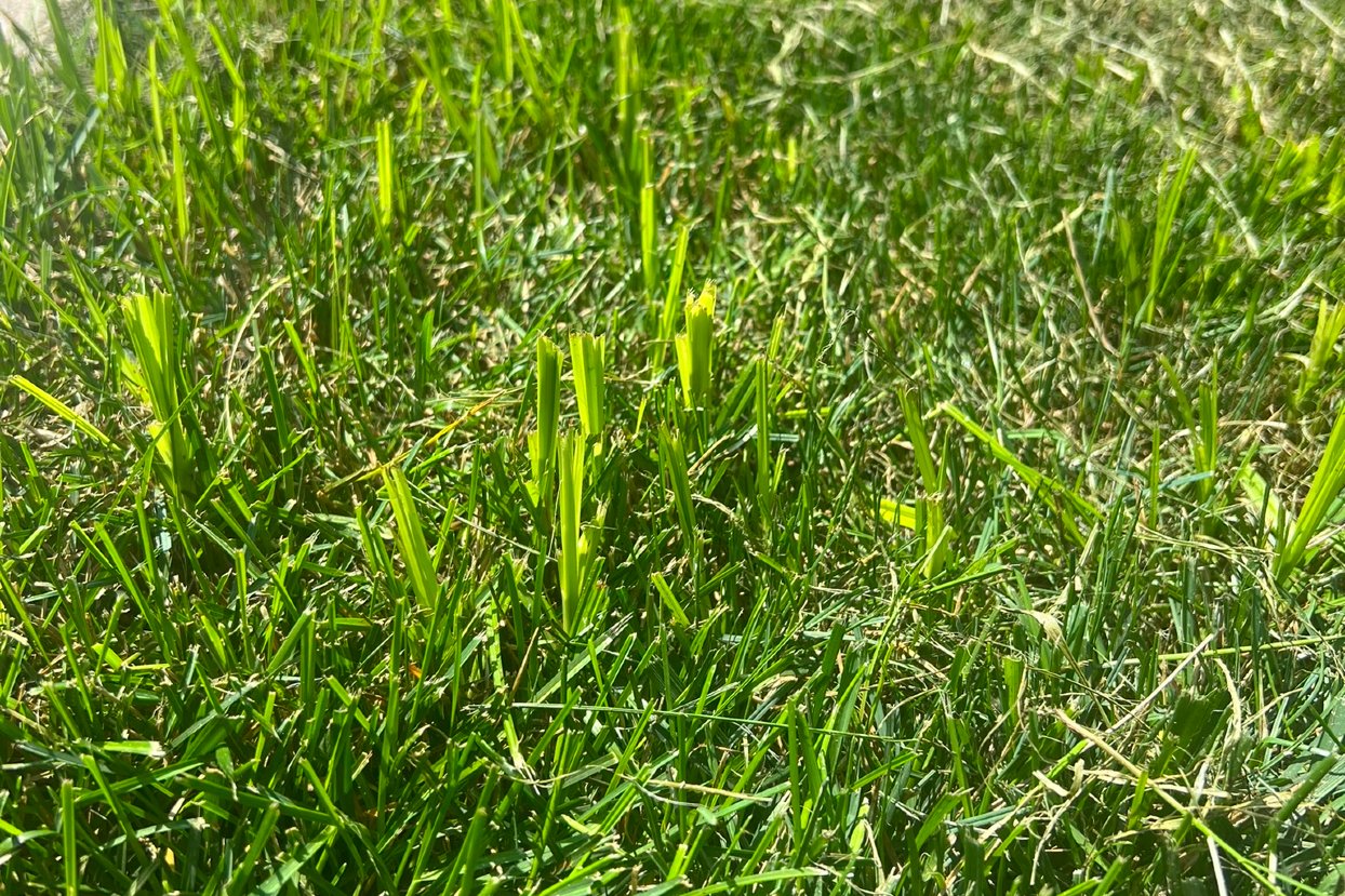 How to Get Rid of Nut Grass in Your Garden: Proven Methods That Work