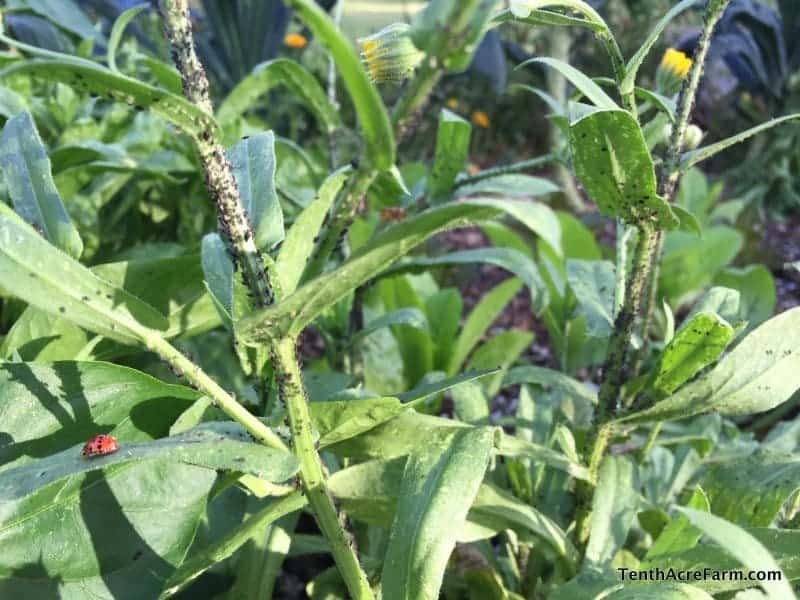 How to Get Rid of Garden Pests: Proven Natural and Effective Solutions