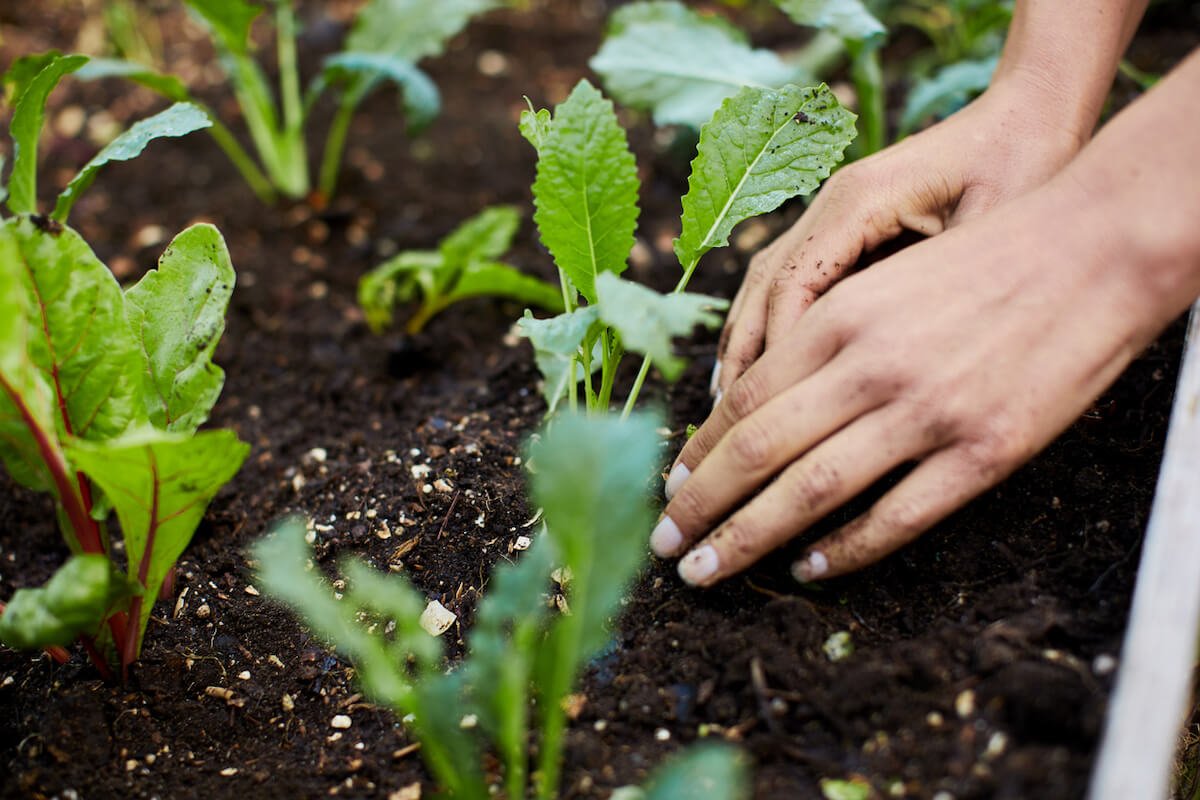 How to Fix Compacted Soil in Vegetable Garden for Healthier Plant Growth