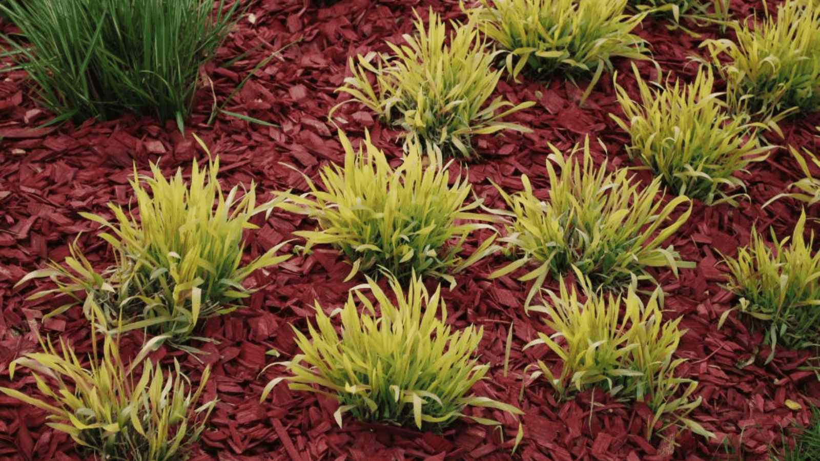 Can You Use Colored Mulch in a Vegetable Garden? Safety, Benefits, and Best Practices