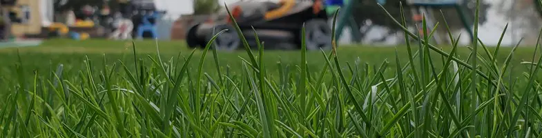 When to Mow New Grass: The Best Time to Cut Fresh Seedlings Safely