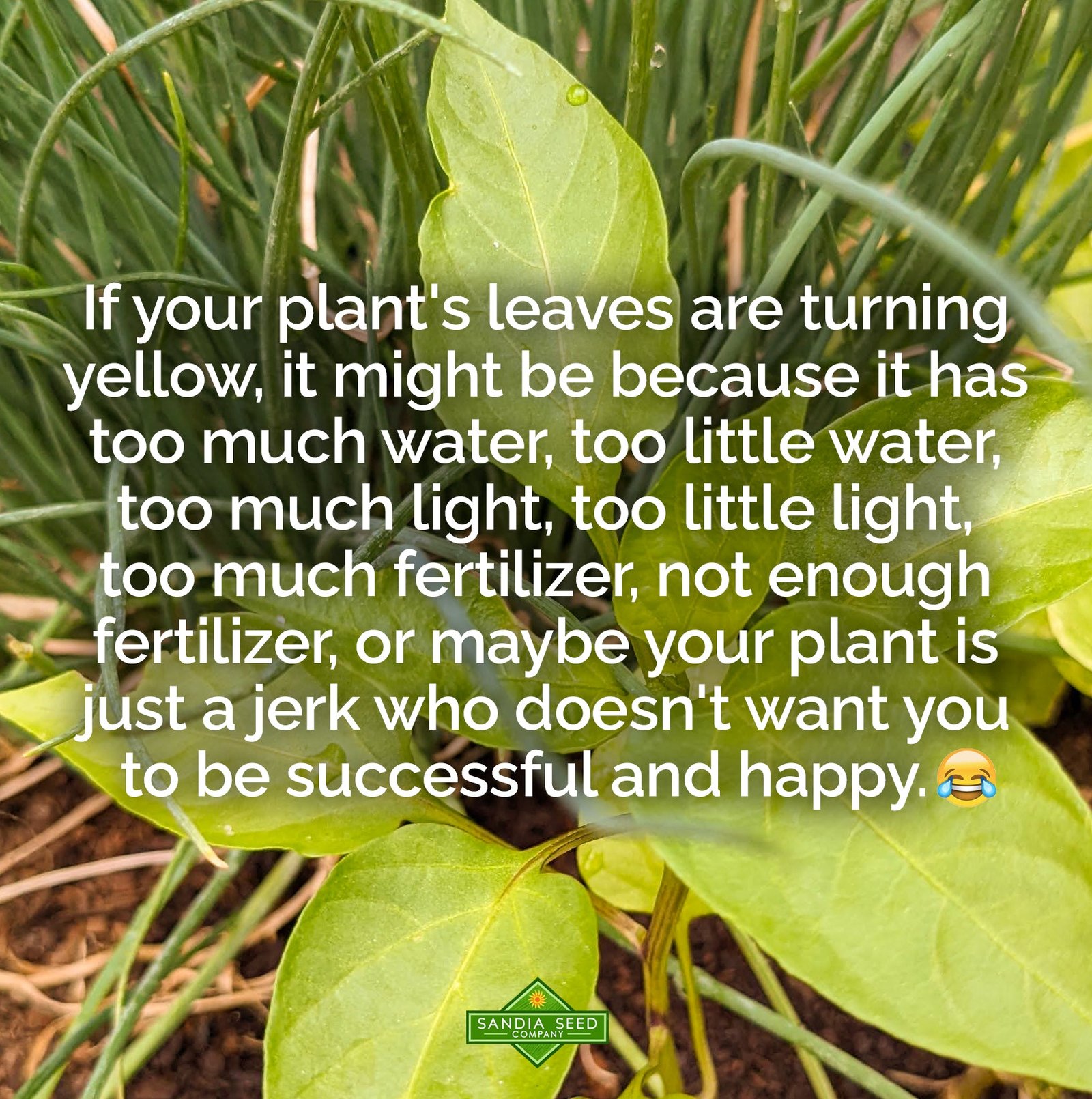 Why Are My Garden Plants Turning Yellow? 9 Common Causes and Fixes