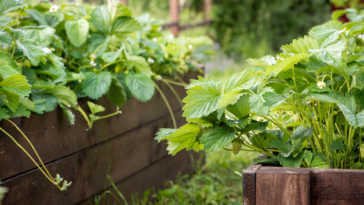 How to Grow Garden Plants Successfully: Tips for Healthy, Thriving Growth
