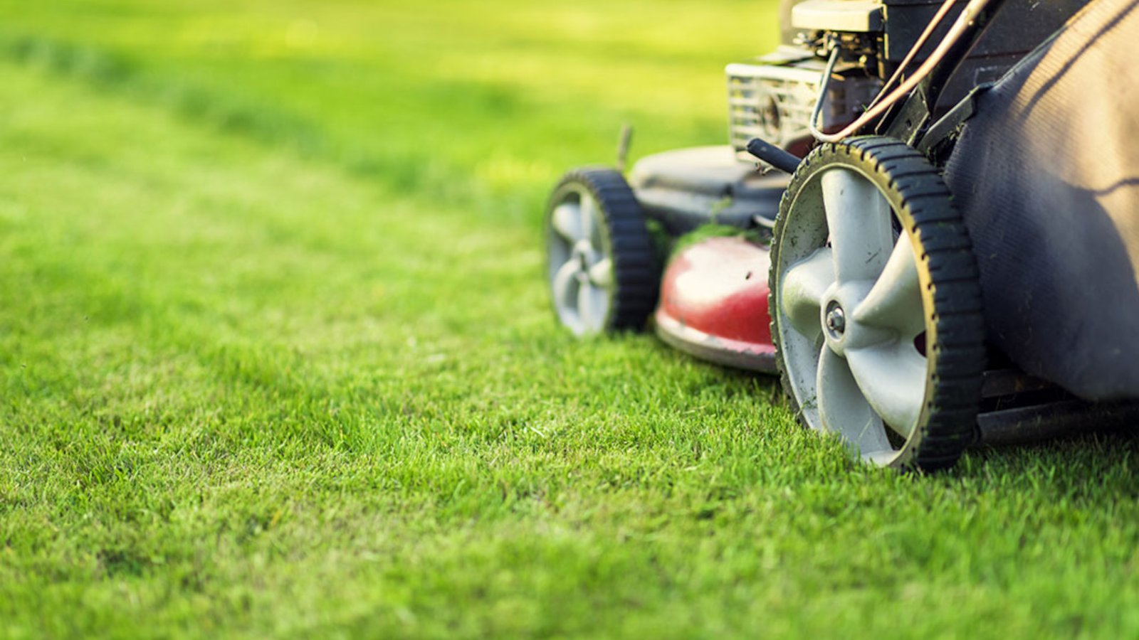 When to Mow Your Lawn in Spring for the Best Results