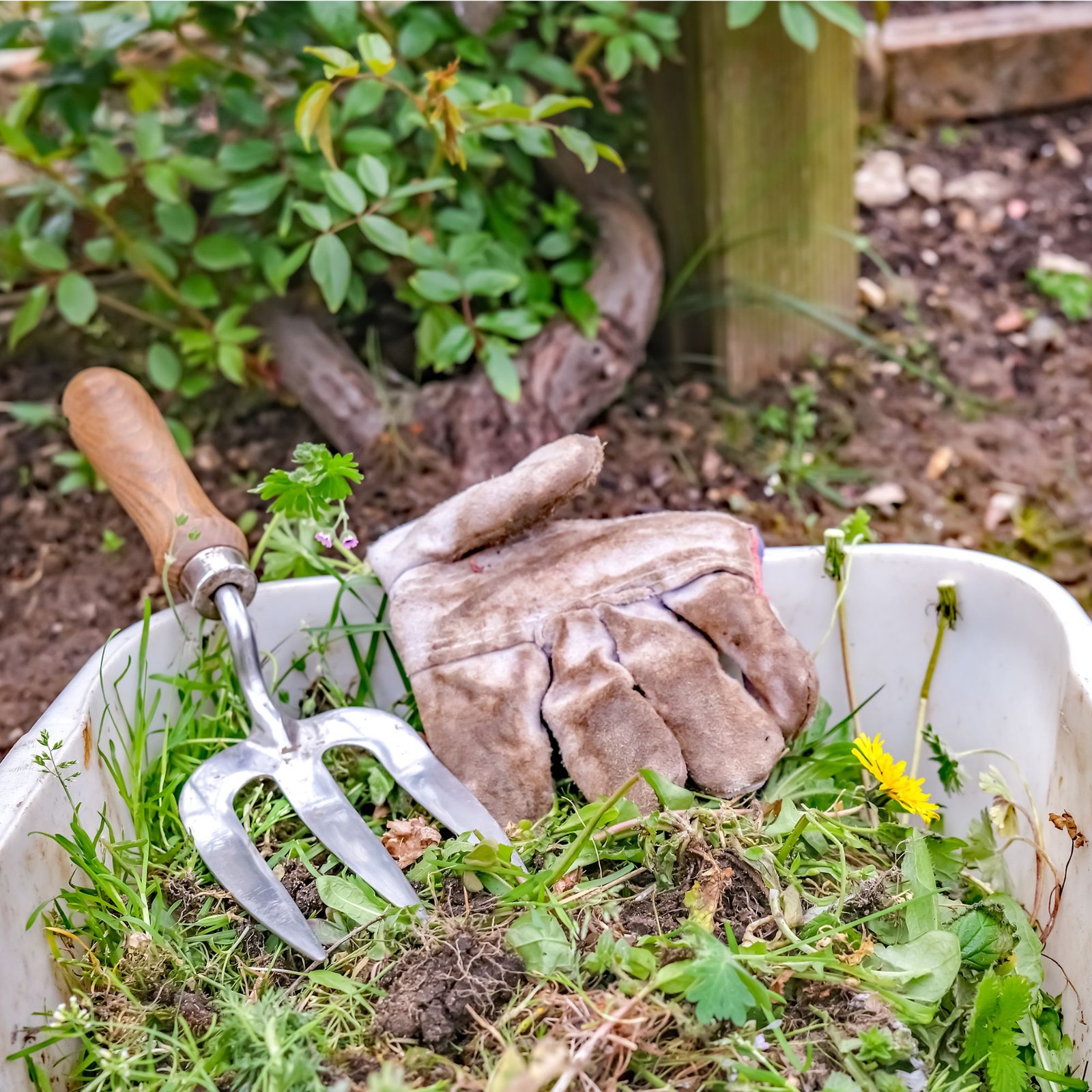 How to Get Rid of Weeds in Your Garden: 10 Effective, Easy Methods
