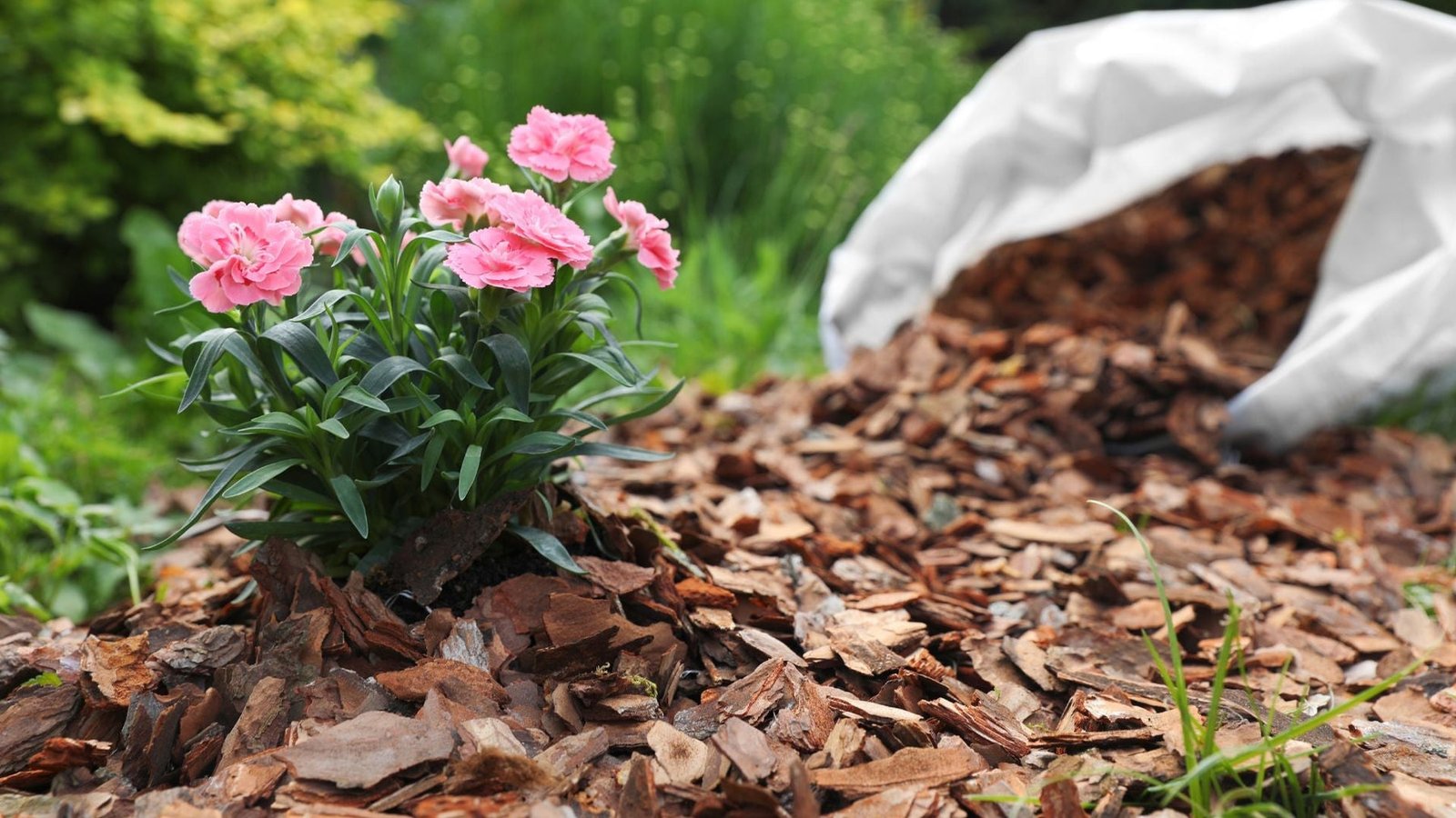 When to Mulch Your Garden for Healthier Plants and Better Soil
