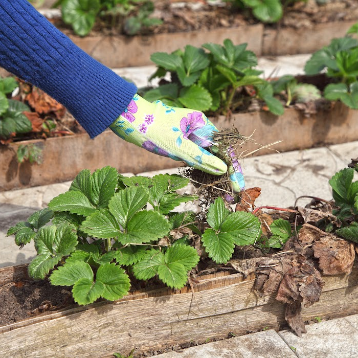What Kind of Mulch for Vegetable Garden: Best Options for Healthy Plants and Bigger Harvests