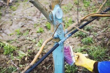 When to Mulch Your Garden for Healthier Plants and Better Soil