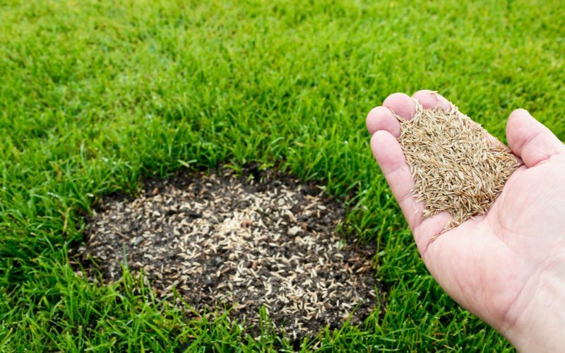 When to Mow After Overseeding for a Healthier, Thicker Lawn