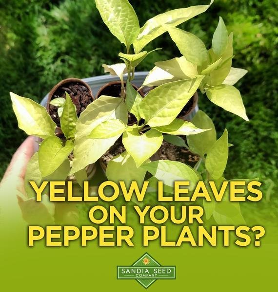 Why Are My Garden Plants Turning Yellow? 9 Common Causes and Fixes
