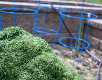 Can I Put Grass Clippings in My Garden? Benefits, Risks, and Best Practices