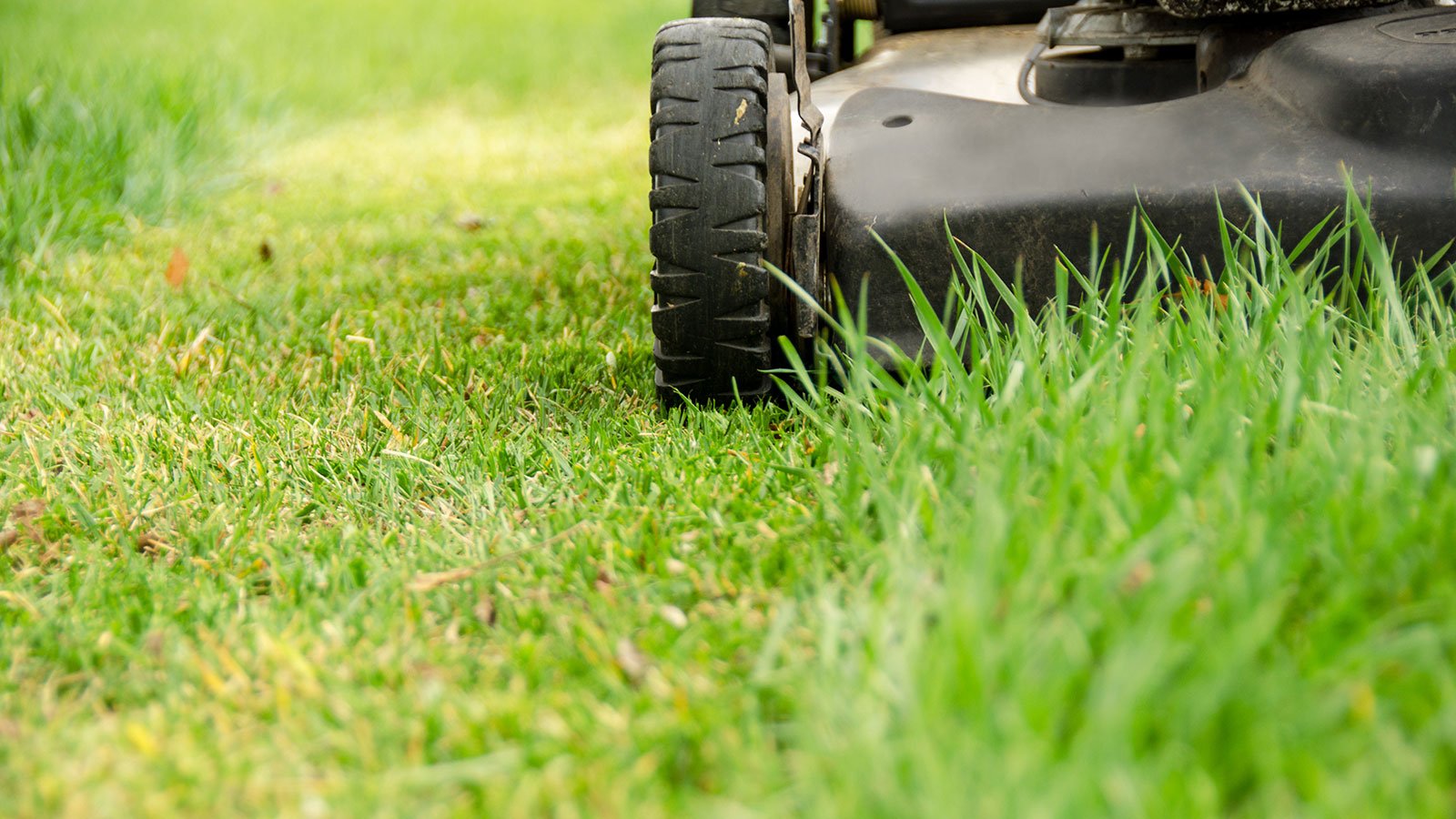 When to Mow Your Lawn in Spring for the Best Results