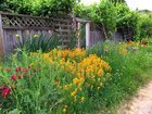 How to Keep Weeds Out of a Wildflower Garden: Simple, Effective Tips