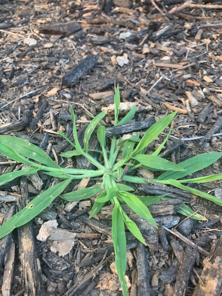How to Get Rid of Crabgrass in Garden: Easy, Effective Control Tips
