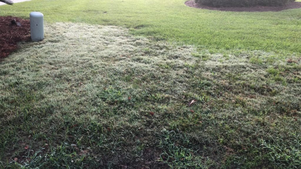 How to Get Rid of Bermuda Grass in Your Garden: Proven Removal Tips
