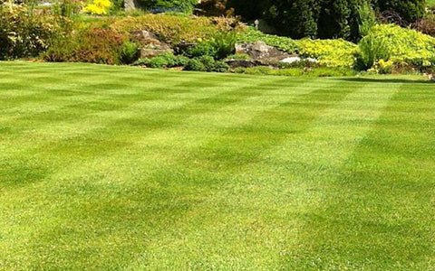 How to Mow Stripes in Your Lawn for a Professional, Eye-Catching Finish