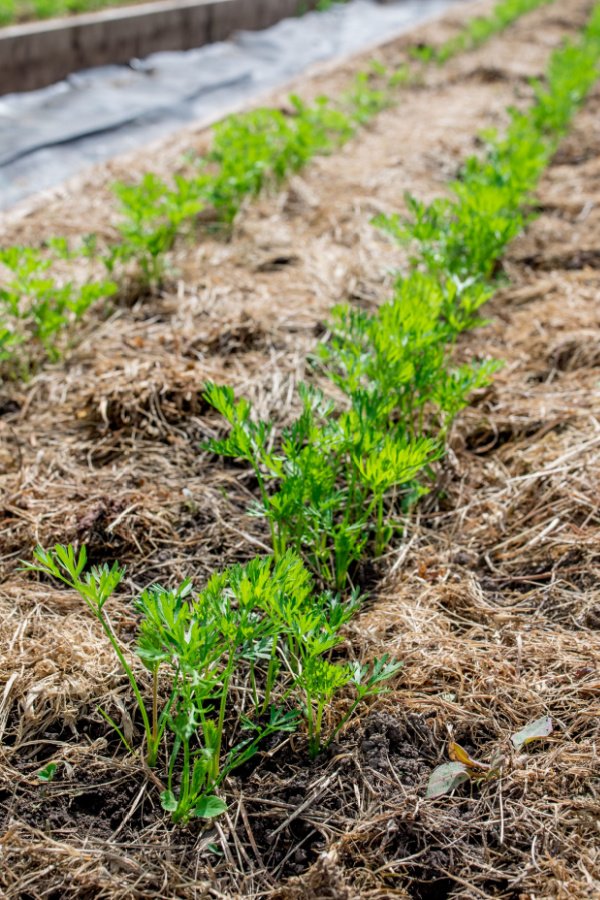 Can I Put Grass Clippings in My Garden? Benefits, Risks, and Best Practices