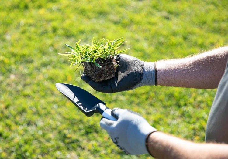 When to Mow New Grass: The Best Time to Cut Fresh Seedlings Safely