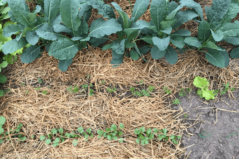 Can You Mulch a Vegetable Garden? Best Mulching Tips for Healthy Veggies