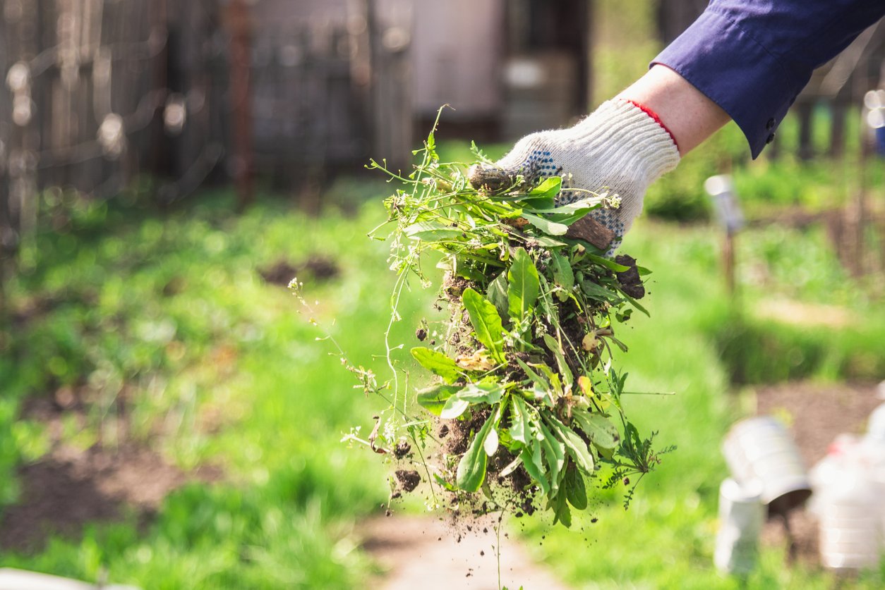 How to Get Rid of Weeds in Your Garden: 10 Effective, Easy Methods
