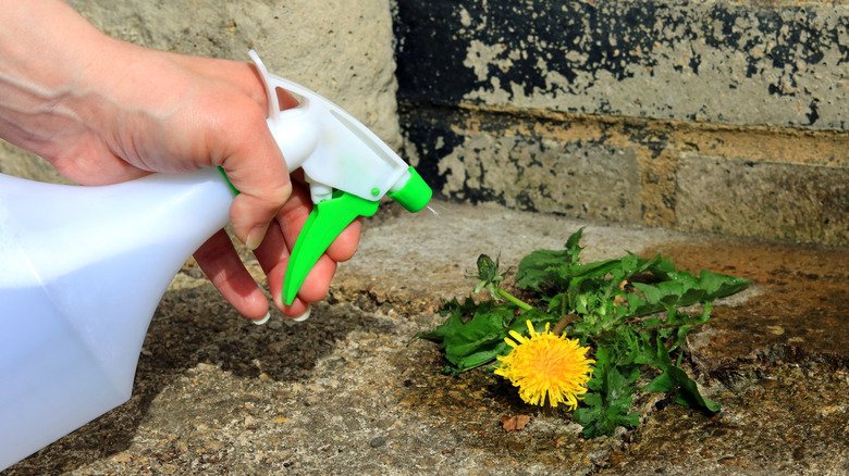 Will Diluted Vinegar Kill Plants in the Garden? What You Need to Know