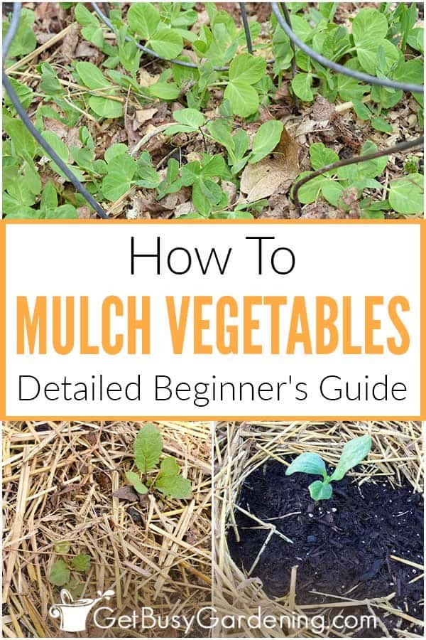 Can You Mulch a Vegetable Garden? Best Mulching Tips for Healthy Veggies