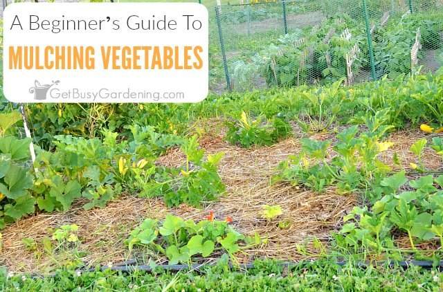 Can You Mulch a Vegetable Garden? Best Mulching Tips for Healthy Veggies
