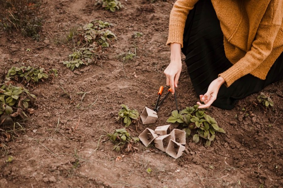 When to Mulch Your Garden for Healthier Plants and Better Soil