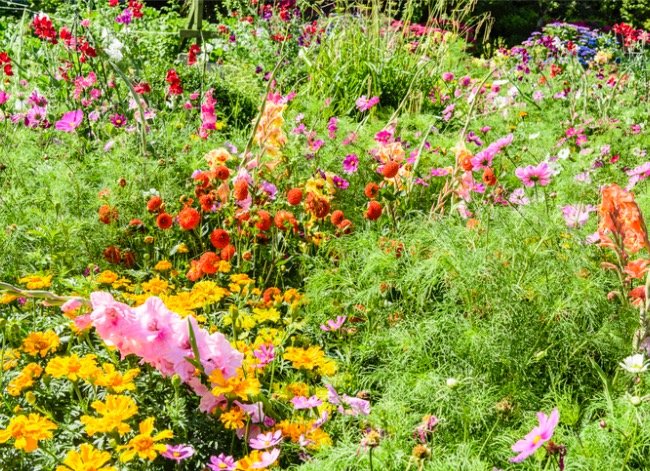 How to Keep Weeds Out of a Wildflower Garden: Simple, Effective Tips