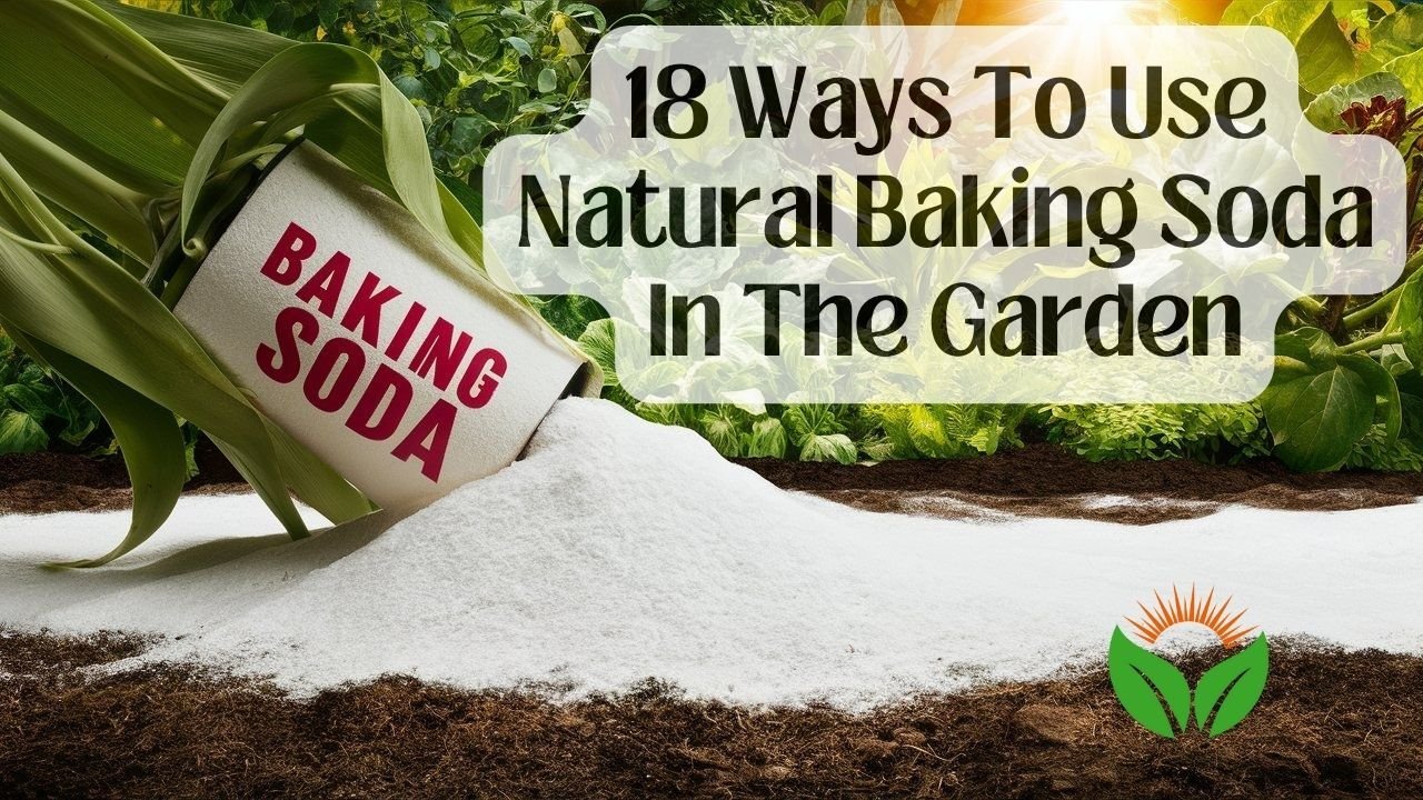 How to Use Baking Soda in the Garden for Healthier Plants and Natural Pest Control