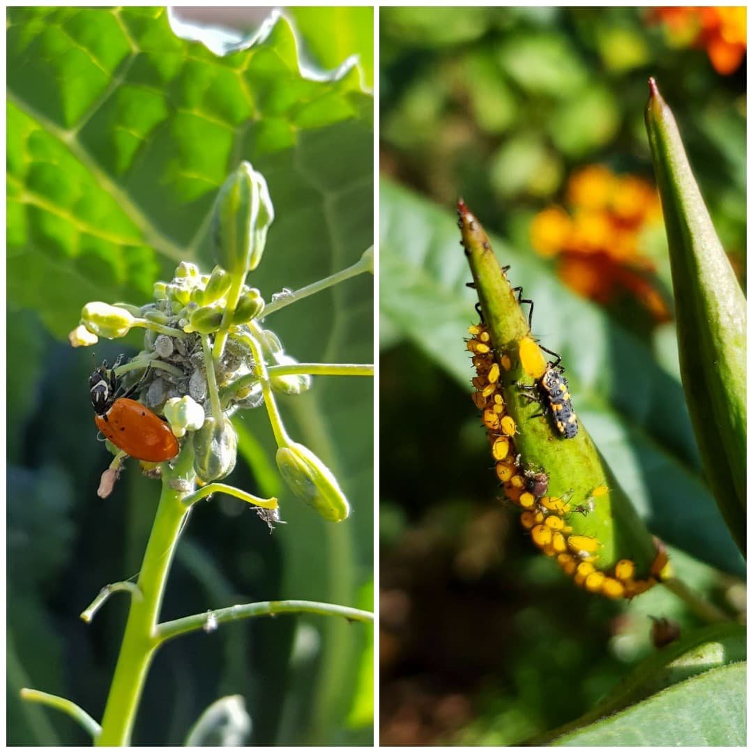 How to Get Rid of Garden Pests: Proven Natural and Effective Solutions