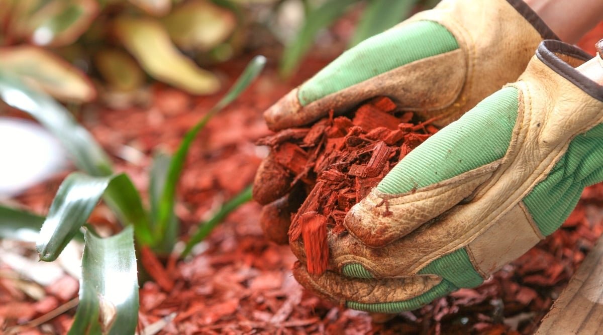 Can You Use Wood Mulch in a Vegetable Garden? Benefits, Risks, and Best Practices