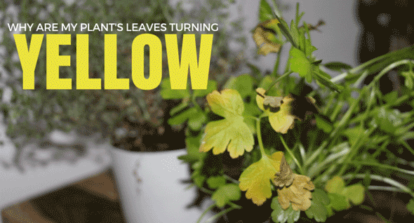 Why Are My Garden Plants Turning Yellow? 9 Common Causes and Fixes