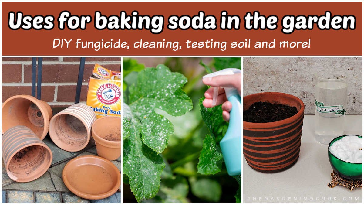 How to Use Baking Soda in the Garden for Healthier Plants and Natural Pest Control