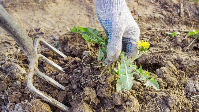 How to Get Rid of Weeds in Your Garden: 10 Effective, Easy Methods