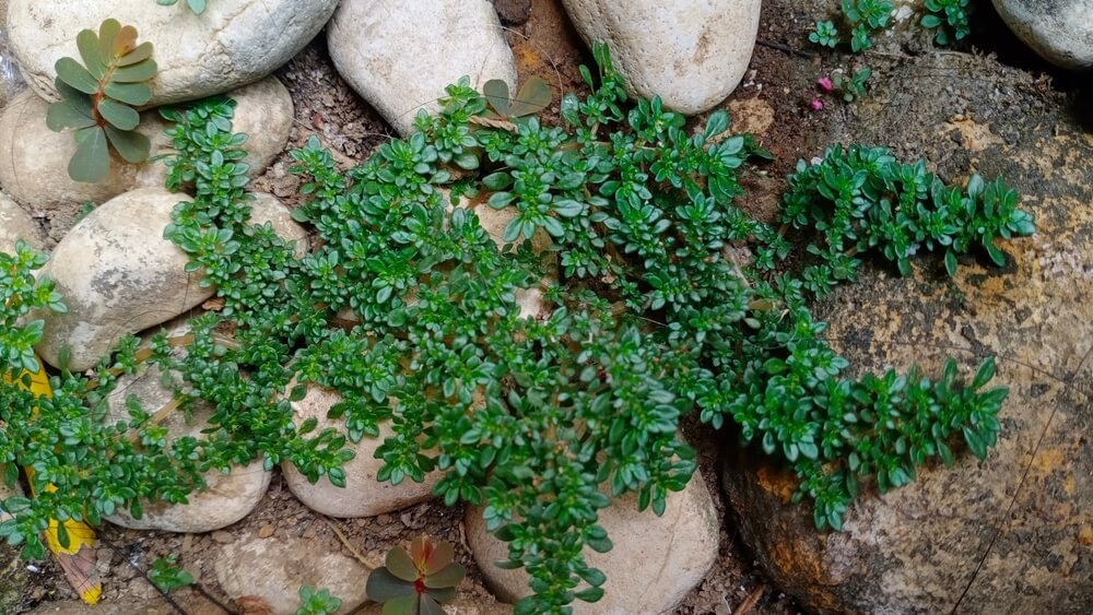 How to Keep Weeds Out of a Rock Garden: 10 Effective Tips