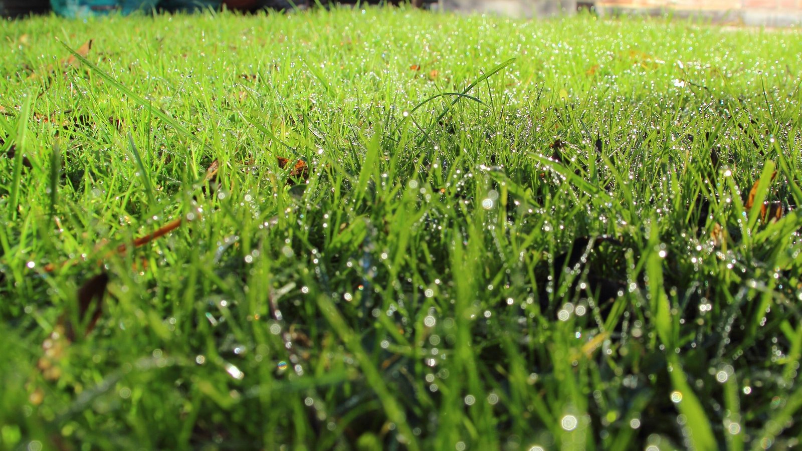 Can You Mow Wet Grass? What Happens and Why It Matters