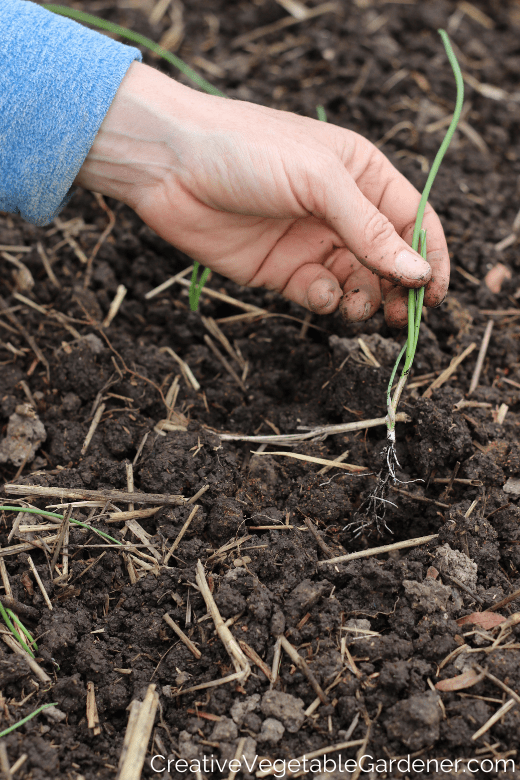 When to Mulch Your Garden for Healthier Plants and Better Soil