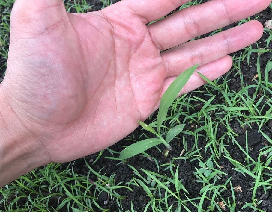 When to Mow New Grass: The Best Time to Cut Fresh Seedlings Safely