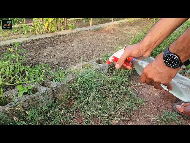 Will Diluted Vinegar Kill Plants in the Garden? What You Need to Know